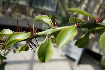 Pereskia sacharosa is a species of plant in the genus Pereskia in the cactus family (Cactaceae). Hanover Berggarten, Germany.