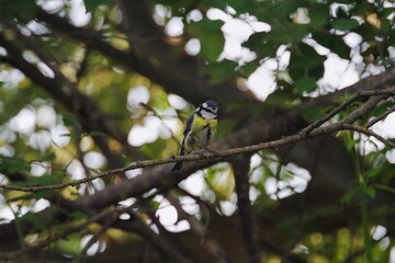 oiseaux, papillon et casque vélo