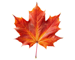 Fototapeta premium red maple leaf