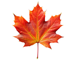 Obraz premium red maple leaf