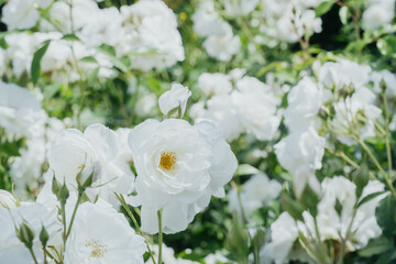 Beautiful white roses blooming in a lush garden during springtime