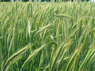 Rye Field with Young Green Cereal Plants. Young rye in the field – hardy cereal crop for bread and feed. Copy space. Space for texts and designs