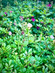 background of green leaves with a rose in the middle