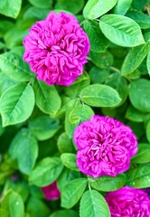 pink hydrangea flowers