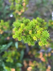 close up of green leaves