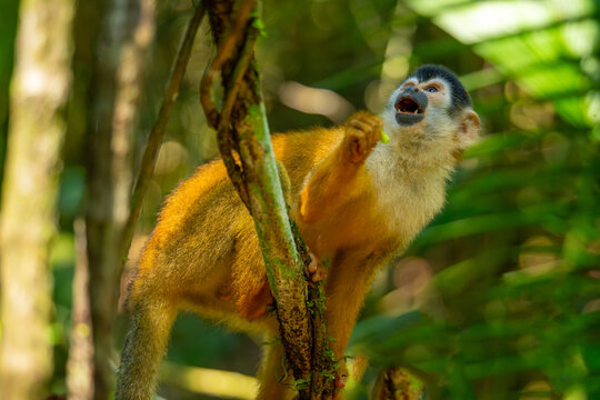 Close-up of a Squirrel monkey, Central American squirrel monkey (Saimiri oerstedii), in the tropical forest of Corcovado, Costa Rica
