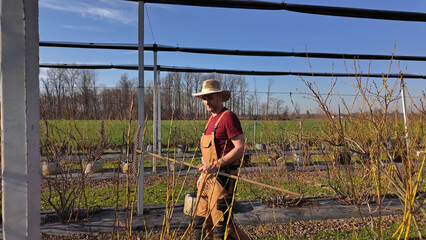 Male gardener working in a blueberries organic farm.