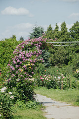 Roses bloom under a clear sky in a vibrant garden pathway