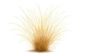 Ornamental grass with dry foliage growing on a transparent background, ideal for architectural visualization