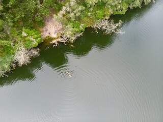 Aerial view of a person swimming in Bass Lake, Bolinas, California, USA. Friends relax on the shore, enjoying the natural beauty and summer recreation.