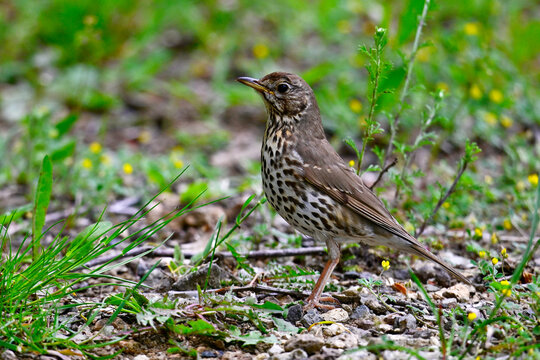 Singdrossel // Song thrush (Turdus philomelos) 