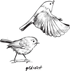 Goldcrest bird flying and sitting sketches. Bird movement black and white drawings. Nature birdwatching ink illustration. Simple textured vector drawings.  Passerine bird, kinglet family, king birds