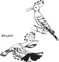 Hoopoe bird flying and sitting sketches. Bird movement black and white drawings. Nature birdwatching ink illustration. Simple textured vector drawings. Symbolic folk animal drawing. © Vy