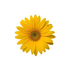 Fototapeta premium Yellow gerbera daisy flower on white background 