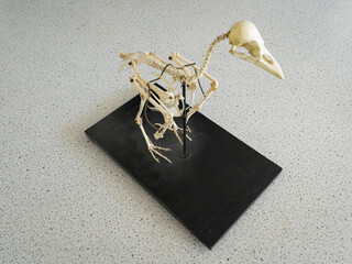Mounted skeleton of a rook (Corvus frugilegus), used in high school biology class