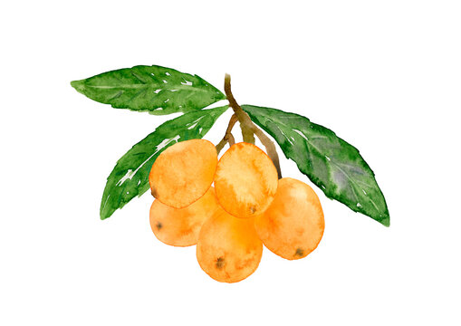 ビワの木」の写真素材 | 33,699件の無料イラスト画像 | Adobe Stock