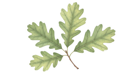 Oak leaves illustration in soft green tones isolated on transparent background  