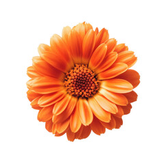 Orange flower close up on transparent background.