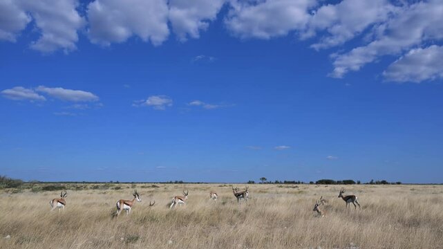 landscape and gazzelle,  Springbock, Antidorcas marsupialis, clouds, Etosha National Park, Namibia, Time lapse