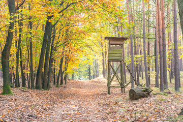 Waldweg im Herbst