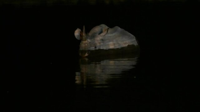 black rhinoceros bathing at night, zoom, black,  rhinoceros,  bathing, night, reflection , light, dark, night, bath, pool, Etosha, Namibia, Diceros bicornis, Hooked-lipped rhinoceros