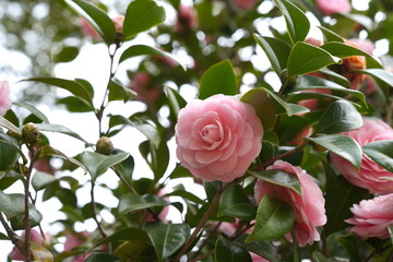 Rosa Blüte der Japanischen Kamelie (Camellia japonica),  Kamelie, Japan, pink