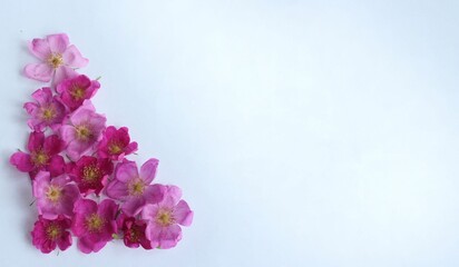 Pink rosehip flowers on a white background. A flower arrangement with a place for text.