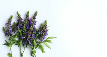 Lilac wildflowers on a white background. A flower arrangement with a place for text.