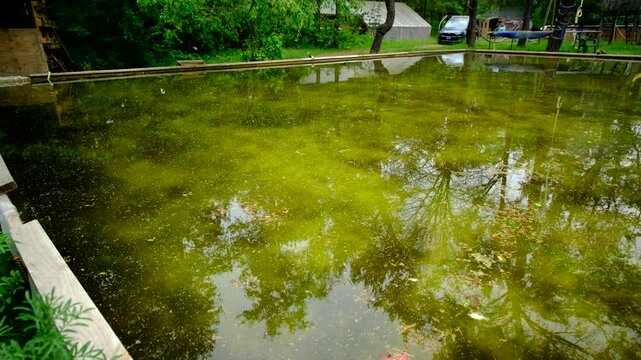Panning left to right of dirty full of algae water in melted home made back yard ice rink left as water reservoir for vegetable plants and occupied by frogs