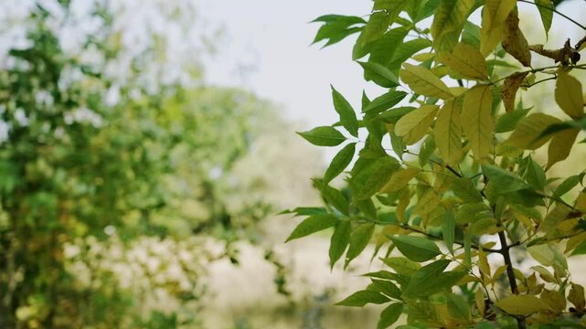 Static shot of green leaves gently moving in the wind, meadow and sky in background, perfect for meditation and relaxation