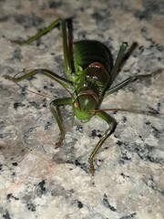 Animaux 