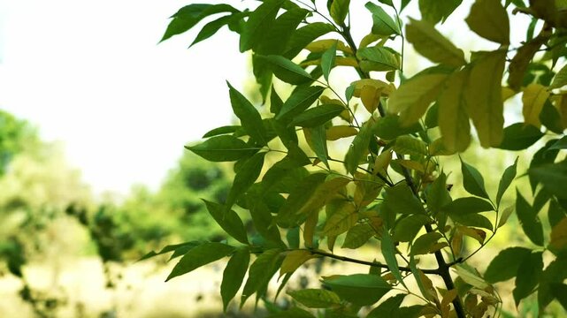 Static shot of green leaves gently moving in the wind, meadow and sky in background, perfect for meditation and relaxation