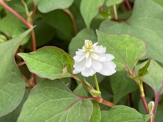 神田川5月：ヤエドクダミの花 2025/5/21