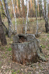 old rotten stump in the forest