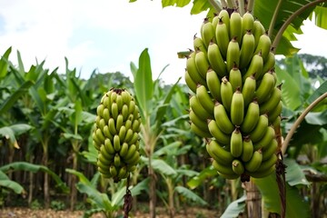 Green bananas growing on a banana tree in a plantation