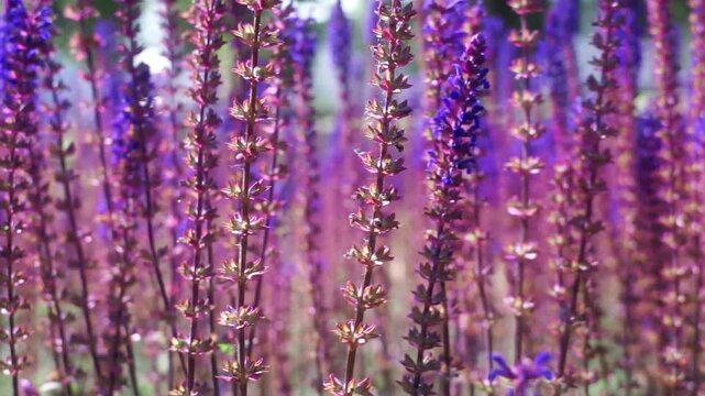 Slow panning macro shot of colorful summer flowers in park, vivid blue, purple, and red petals, daylight