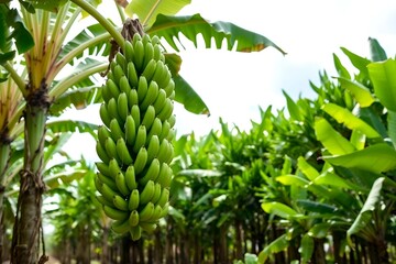 Green bananas hanging on a banana tree in a plantation