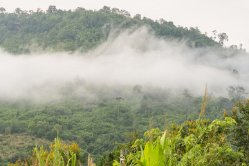 Scenic view of lush green mountain partially covered by mist with a foreground of trees under a cloudy sky