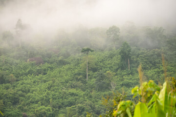 Misty rainforest landscape with lush green trees and dense fog creating an enchanting and serene atmosphere over the forest canopy