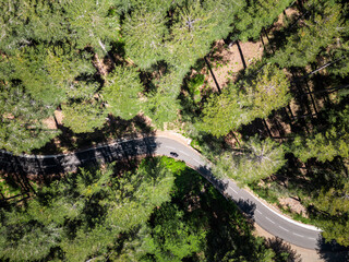 Aerial view of a lone motorcyclist passing through a pine forest of the foret d'Aitone in the centre of the Mediterranean island of Corsica
