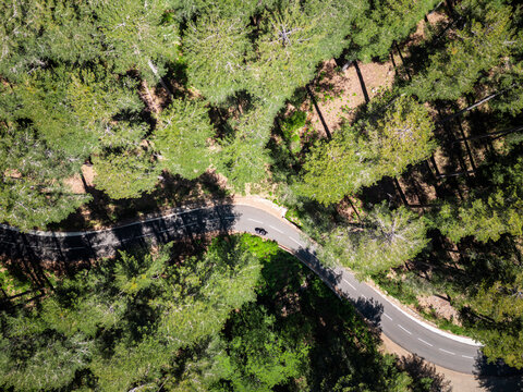 Aerial view of a lone motorcyclist passing through a pine forest of the foret d'Aitone in the centre of the Mediterranean island of Corsica