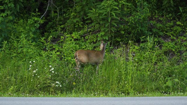A deer walks through tall grass across the road and grazes peacefully in the wild.