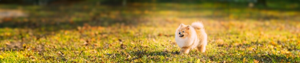 Funny Young Red Puppy Pomeranian Spitz Puppy Dog Happy Walking Outdoor In Autumn Grass