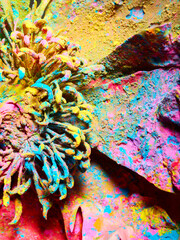 Peony flower texture background in holly powder pigment