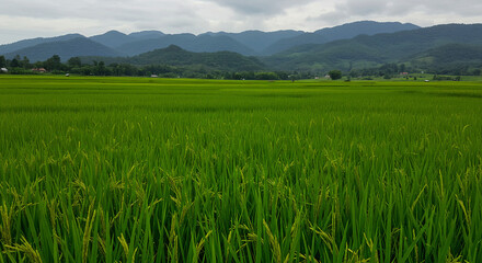 Fototapeta premium rice field in the mountains