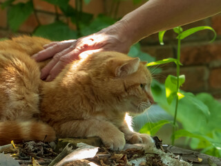 Gentle Hand Stroking a Content Orange Tabby Cat Outdoors in Golden Sunlight
