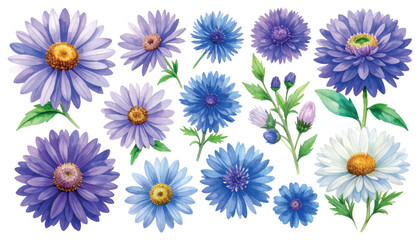 Aster Flowers Vector Set with Transparent Background