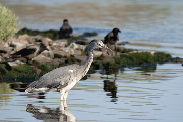 heron, bird, water, nature, wildlife, animal, grey, blue, great blue heron, beak, pond, wild, birds, grey heron, great, feathers, fishing, lake, river, florida, ardea cinerea, beach, large, blue heron