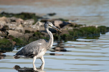 heron, bird, water, nature, wildlife, animal, grey, blue, great blue heron, beak, pond, wild, birds, grey heron, great, feathers, fishing, lake, river, florida, ardea cinerea, beach, large, blue heron
