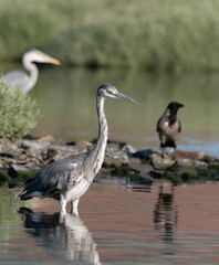 heron, bird, water, nature, wildlife, animal, grey, blue, great blue heron, beak, pond, wild, birds, grey heron, great, feathers, fishing, lake, river, florida, ardea cinerea, beach, large, blue heron